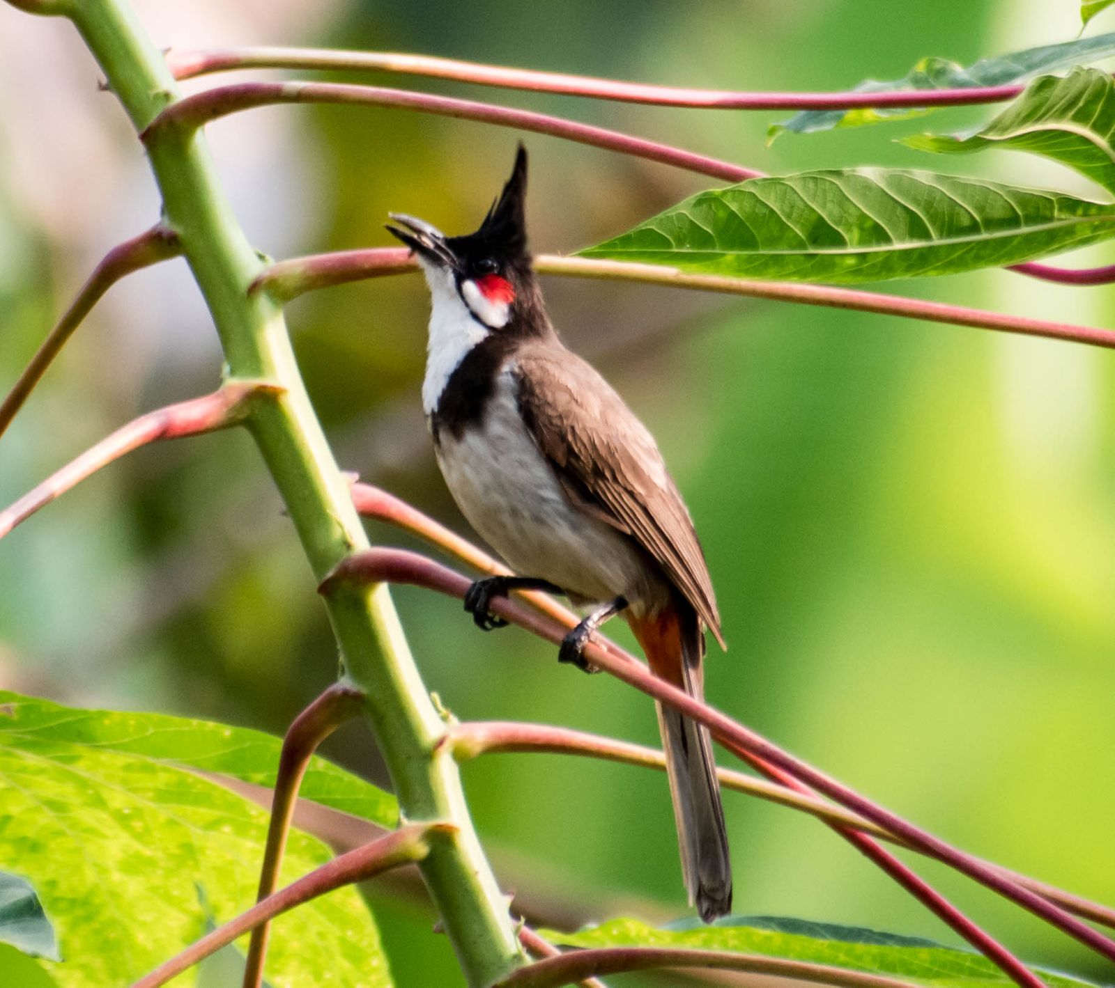 Red-whiskered Bulbul